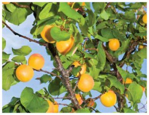 Peaches in an orchard, not yet ready for harvest.