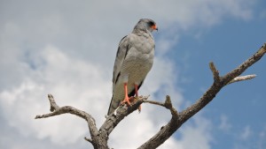 DSCN0227