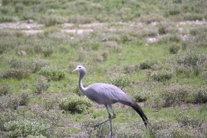 DSC_1991 - copie