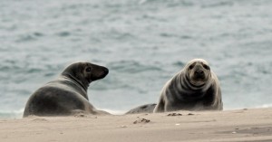 Sable Island 3