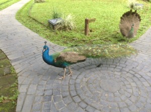 IMG_1006