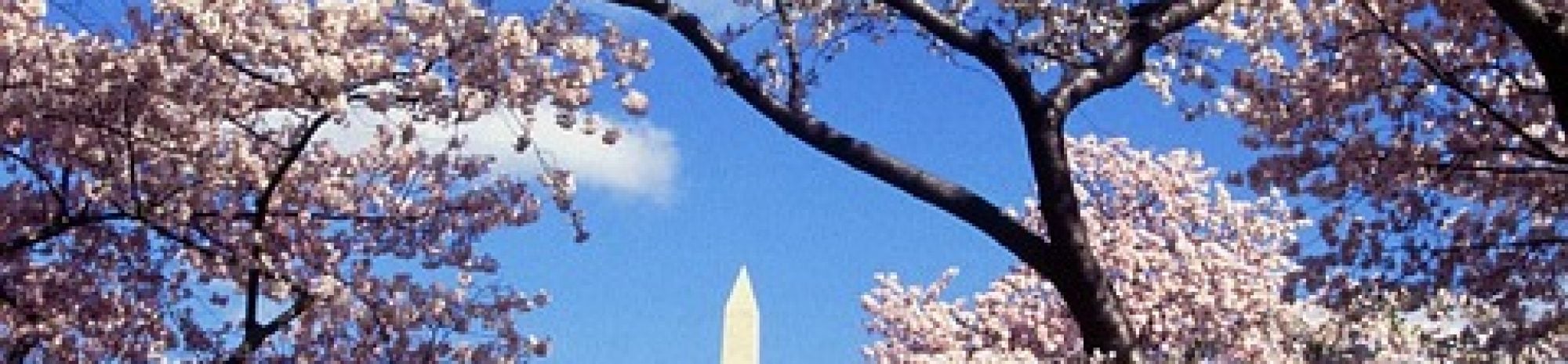 Washington & ses cerisiers
