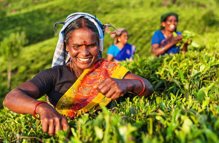 plantation_the_srilanka_people_0