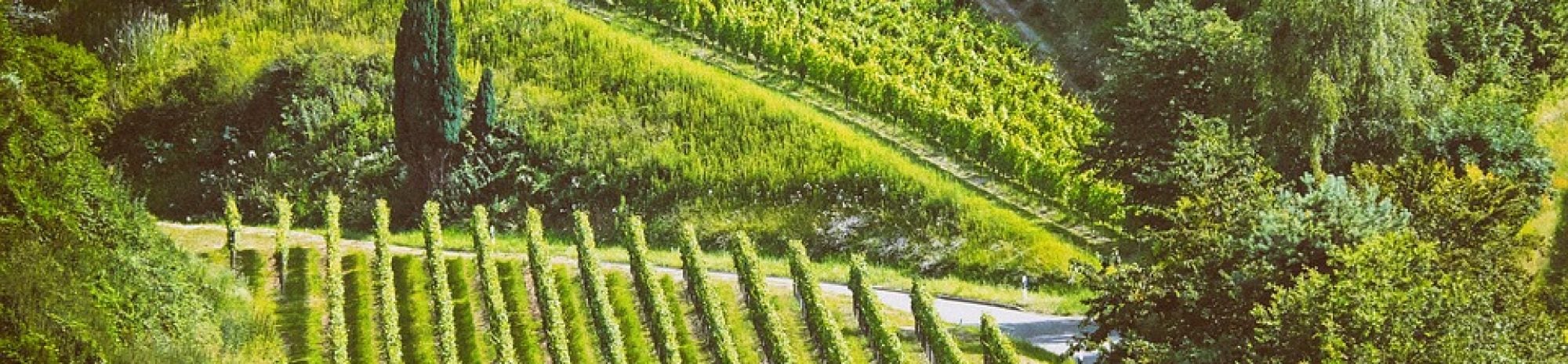 Pétillez de plaisir sur la route du Champagne