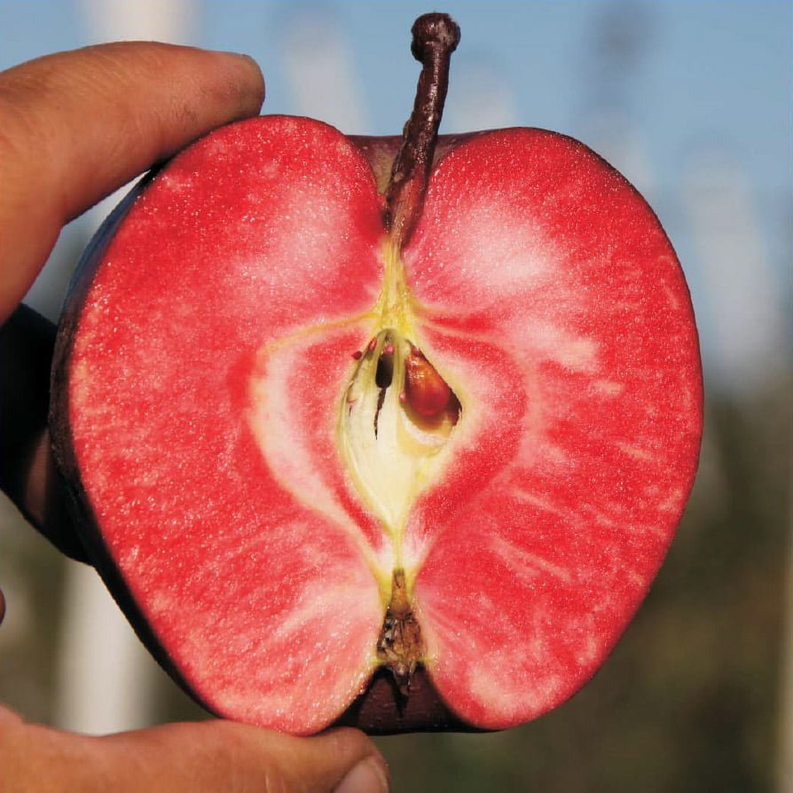 fruits insolites