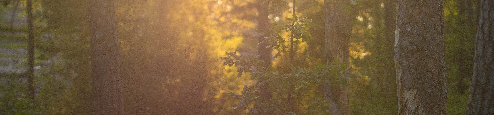 Ce photographe immortalise la faune d’une forêt finlandaise