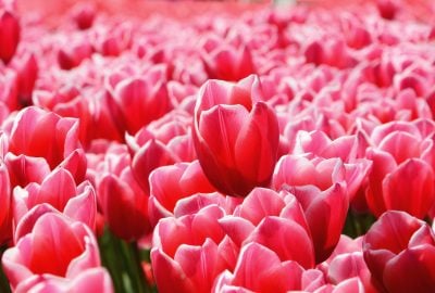 Vacances à vélo : le tour des tulipes, d&rsquo;Amsterdam à Bruges
