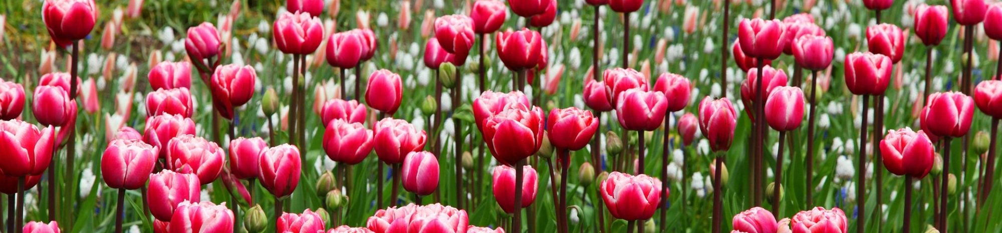 Survolez les champs de tulipes des Pays-Bas comme si vous y étiez