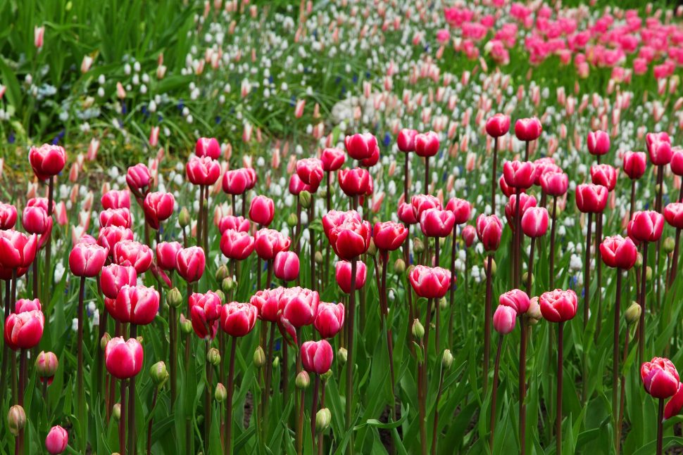 tulipes