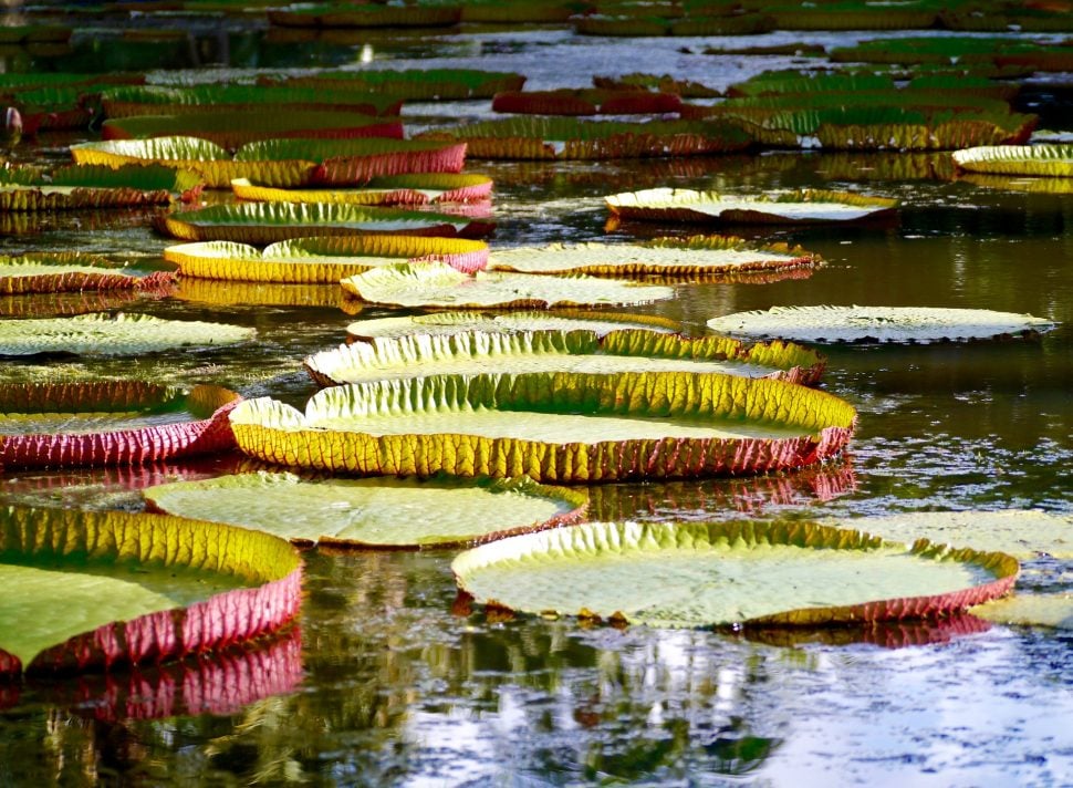 Jardin, voyage île Maurice