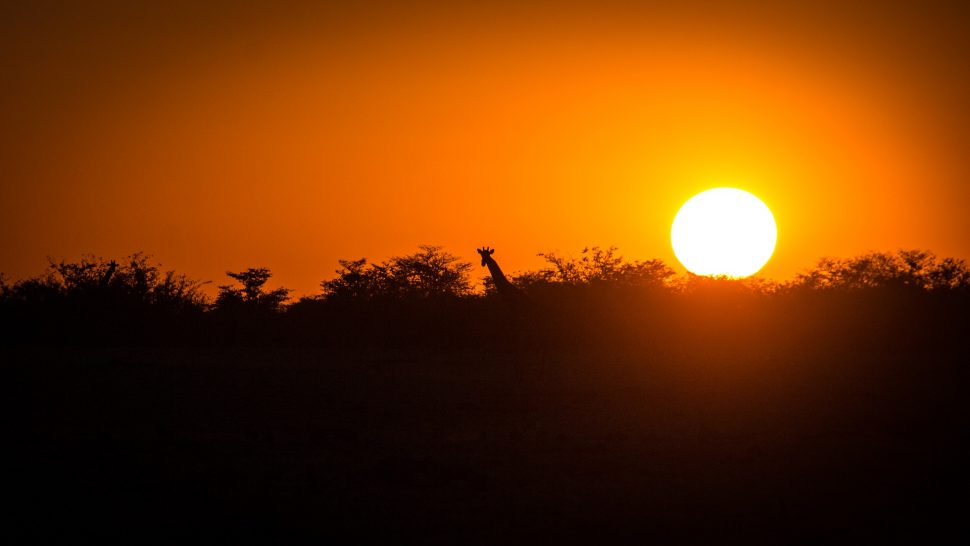 Safari en Namibie