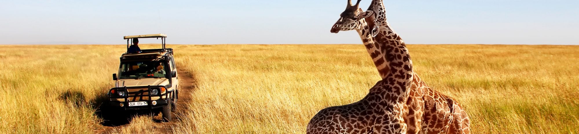 Comment planifier son safari en Afrique du sud?