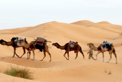 Circuit, découverte de la Tunisie