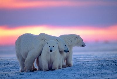 Expédition dans la capitale mondiale de l&rsquo;Arctique canadien et de l&rsquo;ours polaire