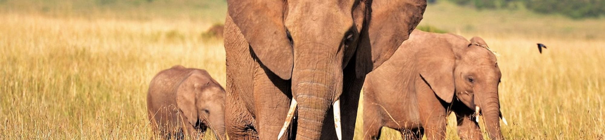 Pour le plaisir.. de s’endormir au son des éléphants