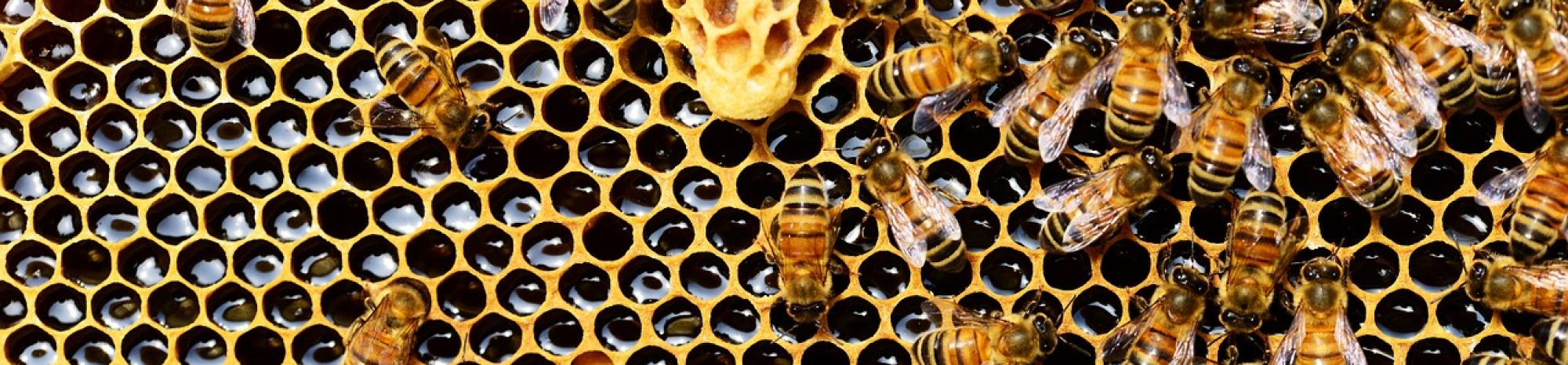 Fairmont à la rescousse des abeilles