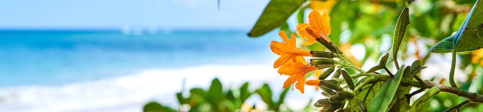 Press Release – Martinique: A Slice of France, Tropical Forests and, Yes, Beaches Too