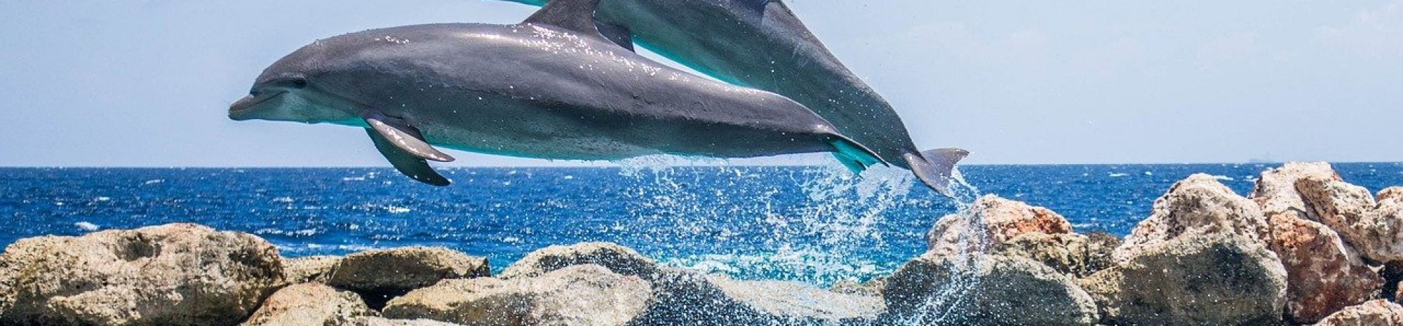 Un autre pas en direction du tourisme responsable : Transat, Sunwing et Air Canada vont ou ont déjà cessé d’offrir des activités touristiques qui impliquent des dauphins