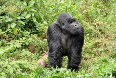 Des hôtels exceptionnels au Rwanda pour observer les gorilles