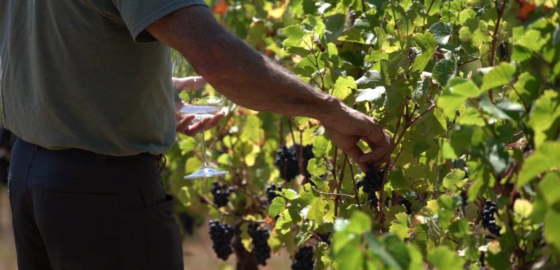 Rivières gourmandes et vins : croisière sur la Columbia et Snake River